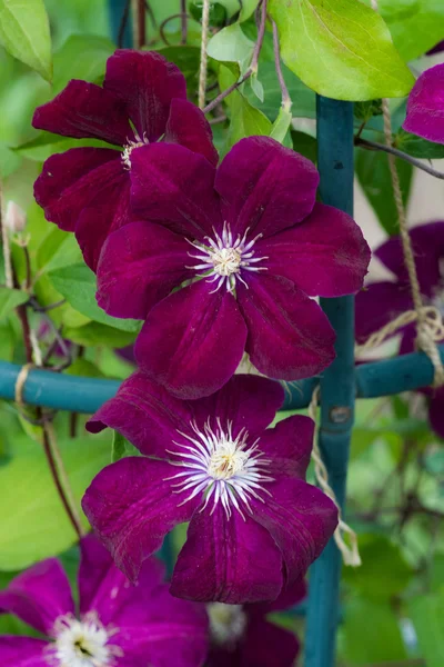 Flor púrpura klimatis — Foto de Stock