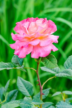 pembe gül çiçeği