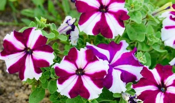 Bright flower petunia blossoms — Stock Photo, Image