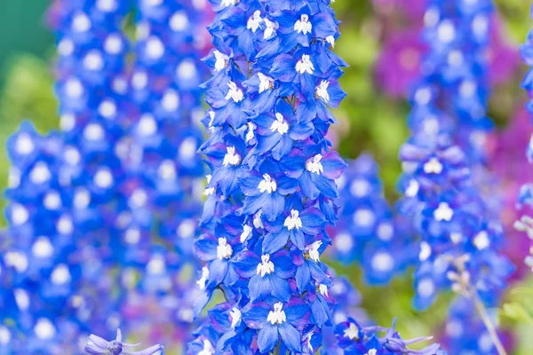 Delphinium flower in the garden — Stock Photo, Image