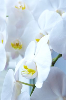 Beyaz Orkide çiçek