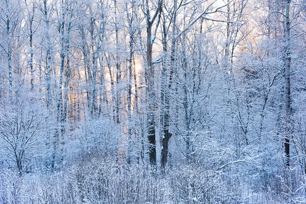 Nie zamarznięty staw w zimie — Zdjęcie stockowe