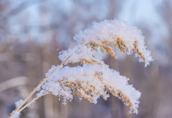 Planta de invierno hoarfrost —  Fotos de Stock