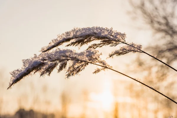 Impianto invernale hoarfrost — Foto Stock