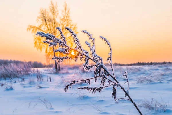 Vinter växt rimfrosten — Stockfoto