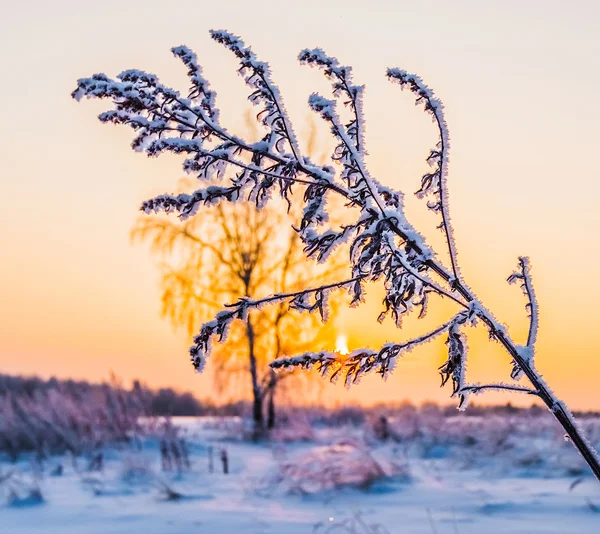 Winterpflanze Raureif — Stockfoto