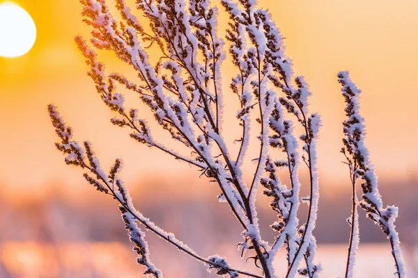 Hoarfrost planta de inverno — Fotografia de Stock