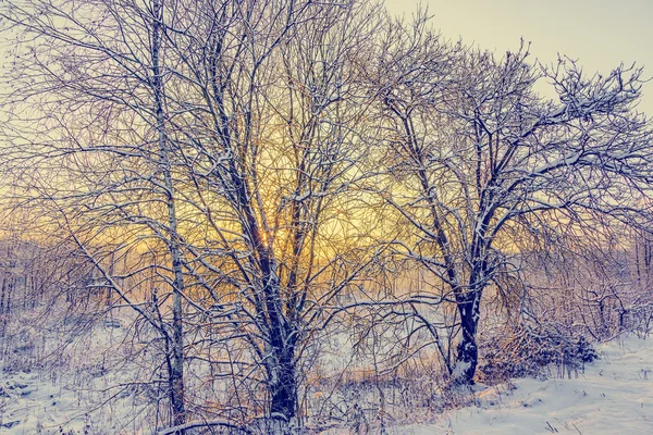 Étang non gelé en hiver — Photo