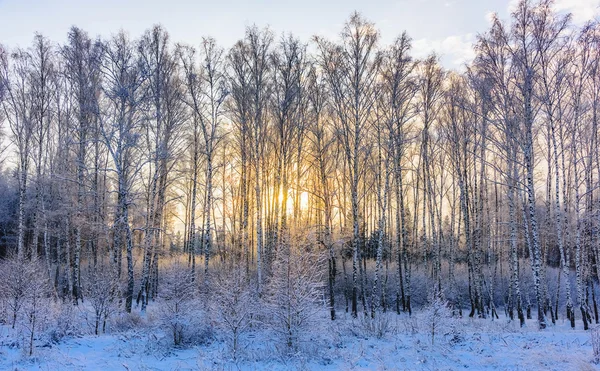 Étang non gelé en hiver — Photo