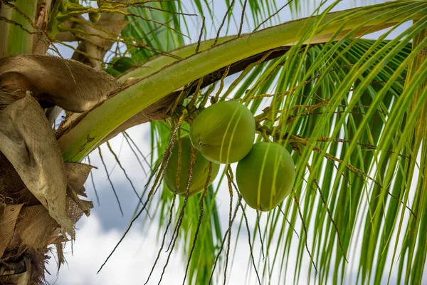 Exotic Green Coconut Fruits Palm Tree Branch — Stock Photo, Image