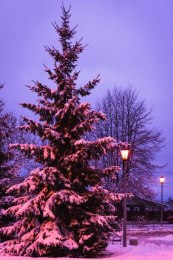 kış geceleri kar tabakası ile kaplı bir ağaç arka plan üzerinde kutup lamba parlayan