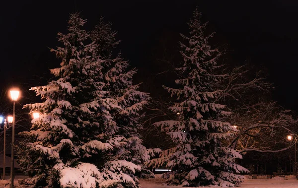 Bagliore Lampada Sul Palo Inverno Uno Sfondo Albero Coperto Uno — Foto Stock