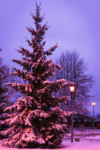 kış geceleri kar tabakası ile kaplı bir ağaç arka plan üzerinde kutup lamba parlayan