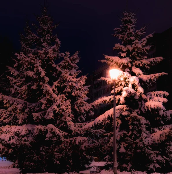 Светящаяся Лампа Полюсе Зимой Фоне Дерева Покрытого Слоем Снега Ночью Лицензионные Стоковые Изображения