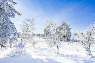 Kış manzarası. Karla kaplı beyaz ağaçlar. Soğuk ormanlarda. 