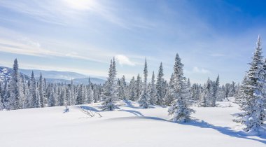 Kış manzarası. Karla kaplı beyaz ağaçlar. Soğuk ormanlarda. 