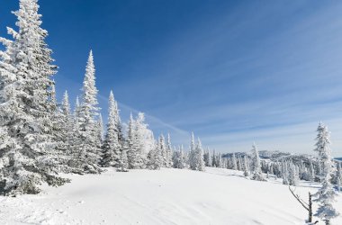 Güzel kış manzarası ladin karı güneşli havayı kapladı 