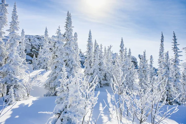 beautiful winter landscape spruce snow covered sunny weather