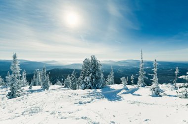 Güzel kış manzarası kardaki çam ağaçları güneşin arka planına karşı. 