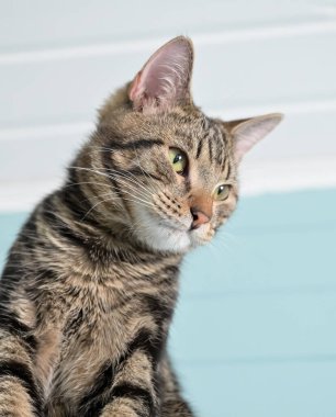 Oturan genç gri çizgili bir kedinin portresi