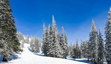 Güzel kış manzarası ladin karı güneşli havayı kapladı 
