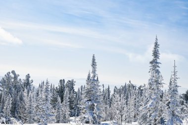 Güzel kış manzarası ladin karı güneşli havayı kapladı 