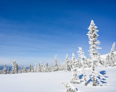 Güzel kış manzarası ladin karı güneşli havayı kapladı 