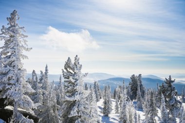 Güzel kış manzarası ladin karı güneşli havayı kapladı 