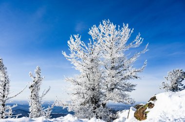 Güzel kış manzarası ladin karı güneşli havayı kapladı 