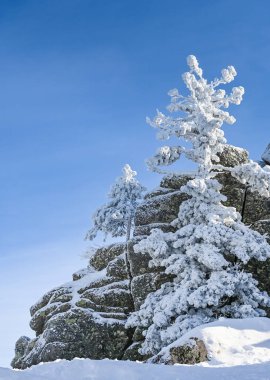 Güzel kış manzarası ladin karı güneşli havayı kapladı 