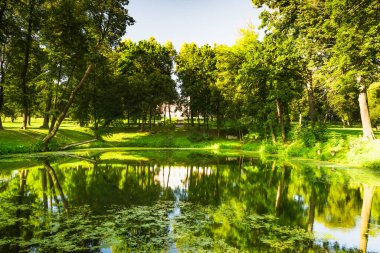 Parkta çamurla kaplı bir gölet ve mavi gökyüzünün arka planında bir ağaç.