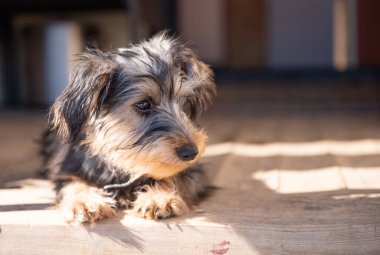 Küçük köpek yavrusu Yorkshire meraklı bir teriyer.