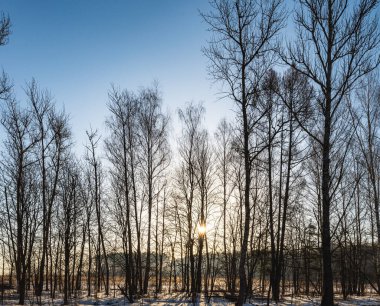 İlkbaharın erken saatlerinde karlar eridi. Ağaçların arasından ormanda şafak söktü.