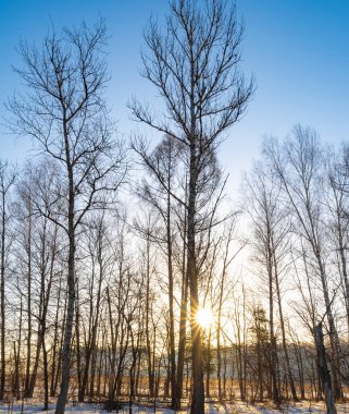 İlkbaharın erken saatlerinde karlar eridi. Ağaçların arasından ormanda şafak söktü.