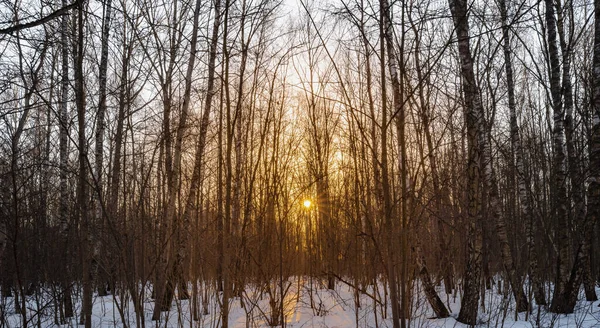 Ранней Весной Таял Снег Рассвет Лесу Сквозь Деревья — стоковое фото