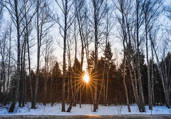 Wczesną Wiosną Rozmroził Śnieg Świt Lesie Przez Drzewa — Zdjęcie stockowe