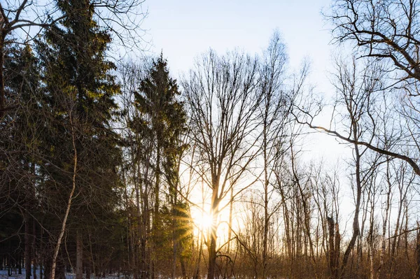 Vroege Lente Ontdooide Sneeuw Dageraad Het Bos Door Bomen — Stockfoto