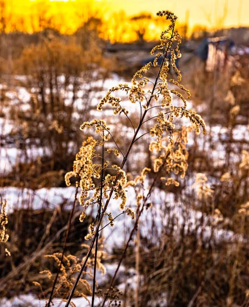 Planta Seca Ano Passado Fundo Pôr Sol Primavera — Fotografia de Stock