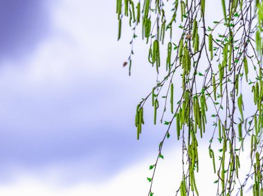 Bahar çiçekleri, yeşil yapraklı huş ağaçları.