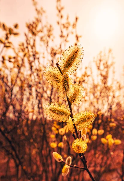 Jarní Kvetoucí Strom Vrbové Pupeny Želé — Stock fotografie