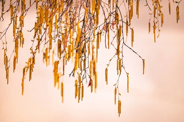 Abedul Árbol Flores Primavera Con Hojas Verdes Jóvenes —  Fotos de Stock