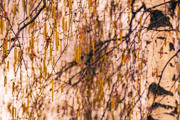 Frühling Blüht Birke Mit Jungen Grünen Blättern — Stockfoto
