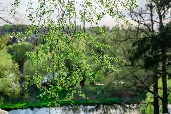 Oude Houten Trap Naar Natuur Van Het Park Het Vroege — Stockfoto