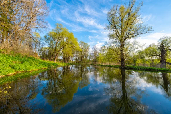 Lagoa Coberta Lama Parque Com Uma Árvore Fundo Céu Azul — Fotografia de Stock