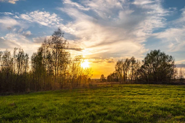 Ray Sun Sunrise Shines Leaves Tree — Stock Photo, Image