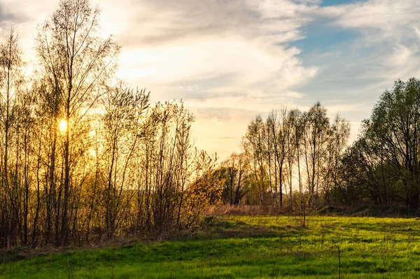 Ray Sun Sunrise Shines Leaves Tree — Stock Photo, Image