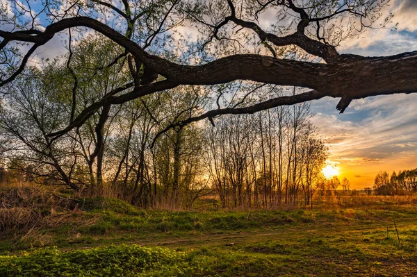 Ray Sun Sunrise Shines Leaves Tree — Stock Photo, Image