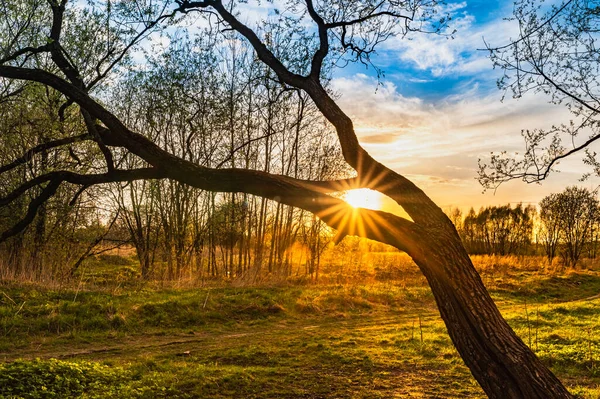 Gün Doğumunda Güneş Işığı Ağacın Yaprakları Arasında Parlar — Stok fotoğraf