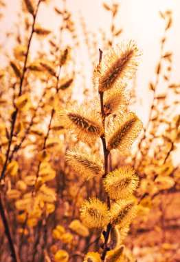 Bahar çiçekli ağaç söğüt tomurcukları jöle