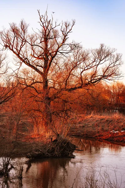 Stagno Coperto Fango Nel Parco Con Albero Uno Sfondo Cielo — Foto Stock